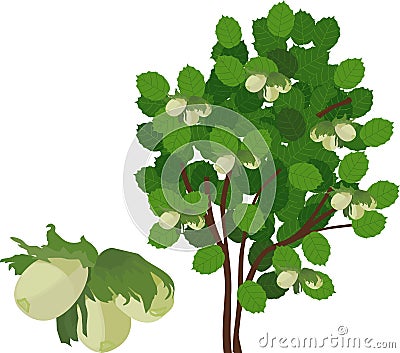 Common hazel Corylus avellana plant with green foliage and unripe nuts Vector Illustration